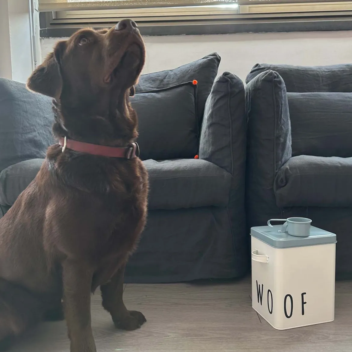 Boîte à croquettes pour chien en métal avec pelle