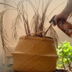 Pulvérisateur en verre 500 ml pour plantes